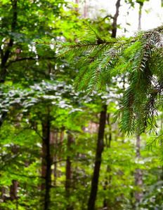 自然 生物学 森林 旅游业 云杉 秋天 植物区系 分支 公园