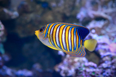 自然 水族馆 动物 帝王 石鳖 印第安人 仙人掌 神仙鱼