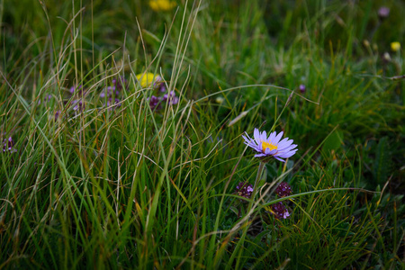 Grass and flowers field on the mountain 