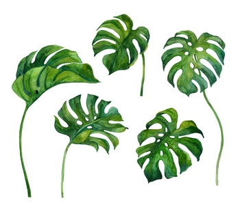 丛林 植物 艺术品 艺术 自然 素描 花的 热带 纹理 颜色