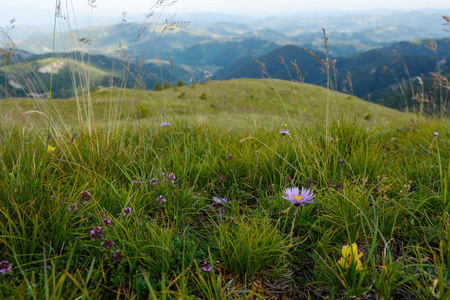 Grass and flowers field on the mountain 