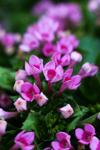 夏天 植物区系 植物学 花瓣 花园 粉红色 情人 开花 春天
