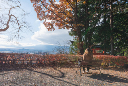 橡树 花园 特写镜头 秋天 美女 槭树 美丽的 风景 日本