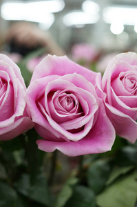 浪漫 情人 花的 紫色 花束 浪漫的 夏天 玫瑰 美丽的