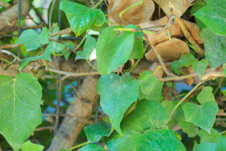 森林 颜色 植被 春天 享乐 生长 夏天 英语 美丽的 纹理