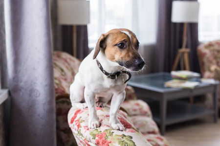 宠物和家庭概念.照片