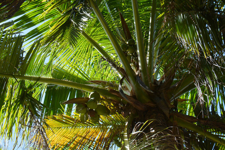 假期 椰子 特写镜头 旅行 分支 植物 丛林 营养 花园