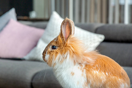 动物 假日 驯服 可爱的 颜色 沙发 耳朵 活的 在室内