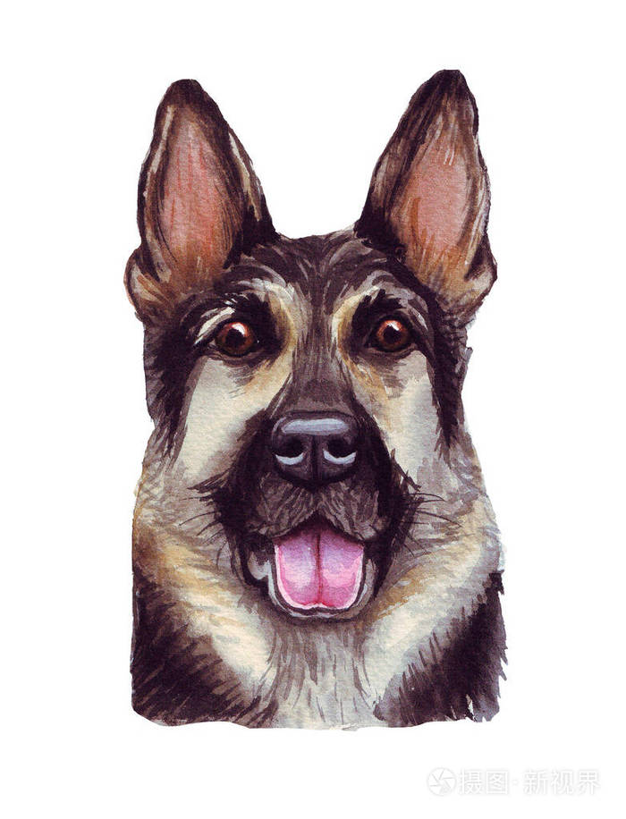 一只有趣的狗的水彩画插图 流行的狗品种 狗 德国牧羊犬 白纸上孤立的手工字符照片 正版商用图片2cn166 摄图新视界 一只有趣的狗的水彩画插图 流行的狗品种 狗 德国牧羊犬 白纸上孤立的手工字符照片 正版商用图片2cn166 摄图新视界
