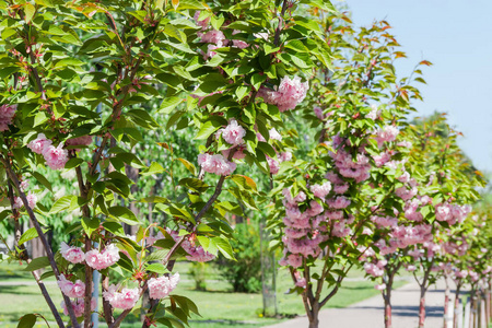 风景 花园 分支 花瓣 季节 春天 樱花 植物 园艺 纹理