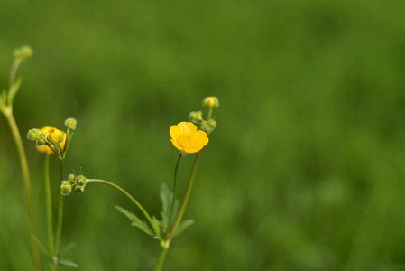 美女 颜色 花的 夏天 季节 春天 植物区系 环境 开花