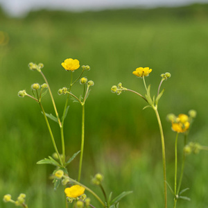 植物 颜色 四月 花园 春天 领域 美丽的 花瓣 夏天 草地