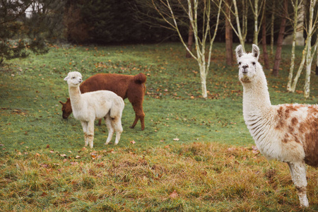特写镜头 动物 骆驼科 羊毛 美丽的 哺乳动物 夏天 农场