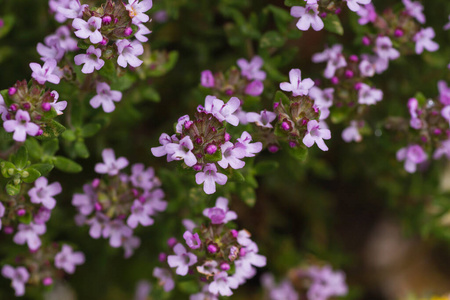胸腺 食物 地中海 紫色 粉红色 灌木 普罗旺斯 多年生植物