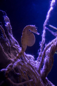 海马 俘虏 动物群 海洋 水下 动物 海的 动物园 水族馆
