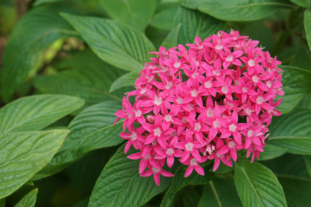自然 开花 粉红色 花园 夏天 树叶 花的 植物区系 绣球花