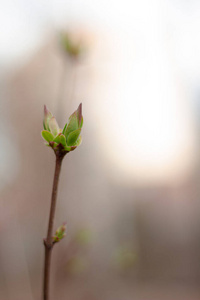 植物 特写镜头 季节 春天 植物学 自然 生活