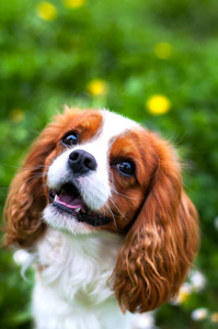 繁殖 犬科动物 美丽的 猎犬 国王 可爱的 可爱极了 查尔斯