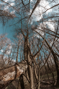 高的 树皮 秋天 天空 植物区系 俄罗斯 风景 春天 美丽的