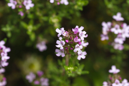 自然 颜色 开花 灌木 多年生植物 栽培 生物 地中海 胸腺