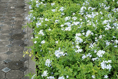 盛开 美丽的 开花 花的 植物 颜色 春天 特写镜头 植物区系