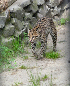 猎人 公园 肖像 野生动物 毛皮 猫科动物 动物 危险 捕食者