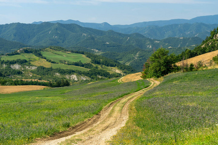 夏天 领域 农业 农场 小山 自然 摄影 意大利 欧洲 风景