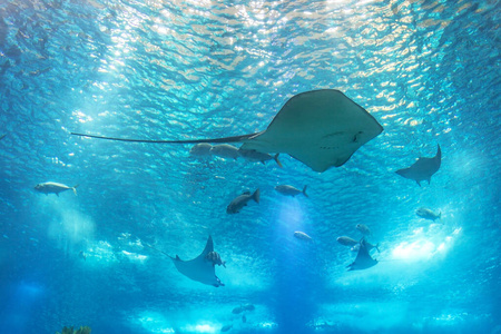 水下 动物群 加勒比 马尔代夫 气候 海的 生活 水族馆