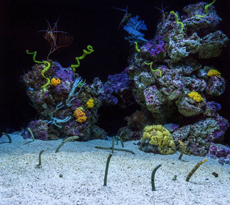 鳗鱼 海的 动物 太平洋 潜水 牧神 美丽的 水下 水族馆