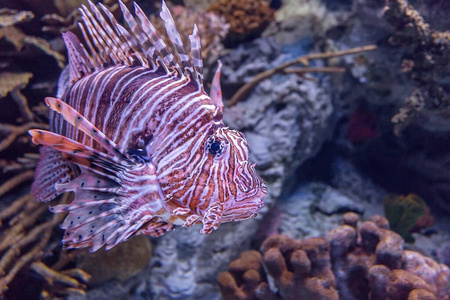 海洋 动物 潜水 自然 太平洋 水族馆 动物园 环境 斑马鱼