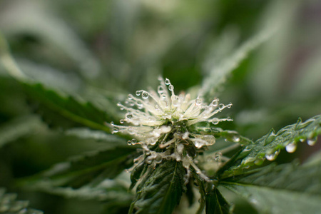 在室内种植杂草 美丽的花大麻 大麻的花宏镜头 大麻开花期的开始 相似素材图片 摄图新视界 在室内种植杂草 美丽的花大麻 大麻的花宏镜头 大麻开花期的开始 相似素材图片 摄图新视界