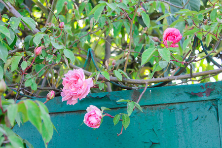 织物 植物学 花园 风景 花瓣 灌木 编织 夏天 粉红色