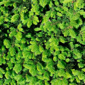 植物 假日 云杉 美丽的 细枝 分支 圣诞节 森林 植物区系