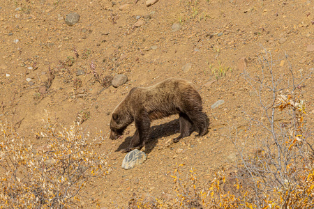 自然 动物 捕食者 灰熊 阿拉斯加 秋天 哺乳动物 荒野