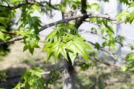 植物区系 盛开 新的 分支 天空 植物学 花开 美女 植物