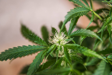 种植杂草 俯视图 医用大麻和大麻合法化 大麻叶 大麻花植物靠近了 绿色背景 大麻花 室内种植 相似素材图片 摄图新视界 种植杂草 俯视图 医用大麻和大麻合法化 大麻叶 大麻花植物靠近了 绿色背景 大麻花 室内种植 相似素材图片 摄图新视界