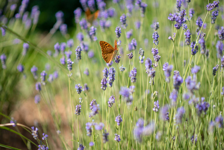 紫色 医学 开花 气味 动物 植物 风景 花粉 花的 草本植物