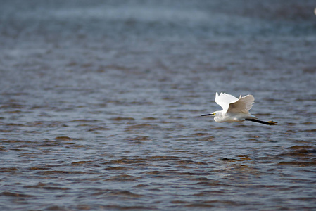 动物 野生动物 海洋 海滩 环境 自然 白鹭 羽毛 美丽的