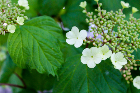 公园 开花 自然 花园 灌木 植物区系 生长 植物 夏天