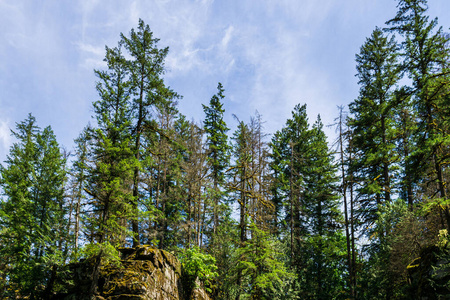 春天 公园 岩石 国家 树干 自然 分支 颜色 美丽的 高的