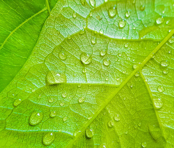 季节 液滴 雨滴 美丽的 气泡 特写镜头 透明的 滴水 纯洁