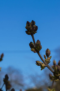 盛开 花园 花的 植物 植物学 发芽 季节 花束 夏天 粉红色