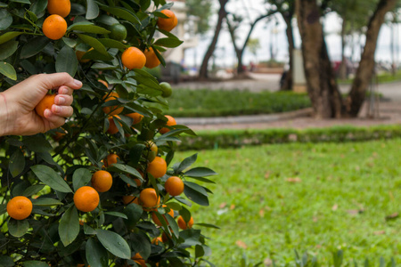 树林 维生素 橘子 果汁 农业 抓住 农场 食物 果园 植物
