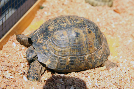 监狱 宠物 动物 环境 野生动物 肖像 水族馆 动物学 眼睛