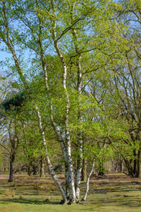 春天的白桦，阳光明媚的日子里鲜亮的绿色