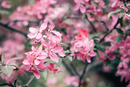 四月 日本人 花园 天空 植物 樱桃 软的 前进 颜色 生长