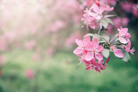 生长 日本人 开花 花园 软的 模糊 樱花 季节 花瓣 日本
