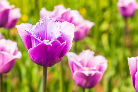 开花 夏天 花瓣 美丽的 花园 草地 紫色 场景 领域 明信片