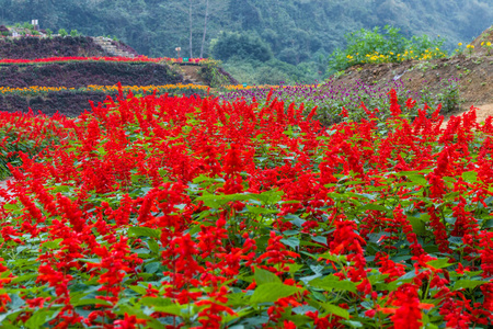 花的 开花 草地 天空 夏天 植物 春天 领域 美女