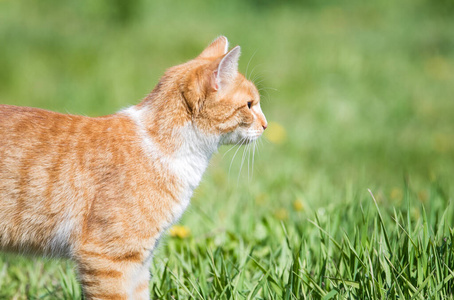 哺乳动物 兽医 肖像 猫科动物 动物 草坪 漂亮的 繁殖